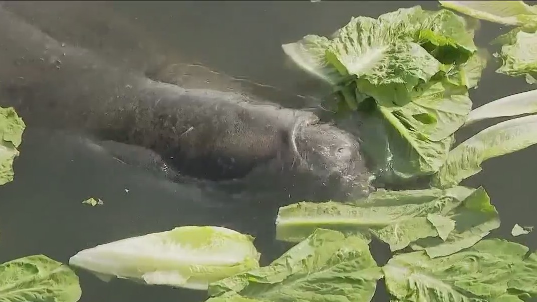 FWC feeds manatees tons of lettuce
